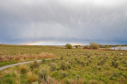 Green shrubs and grasses with a moody sky and rainbow on the horizon.