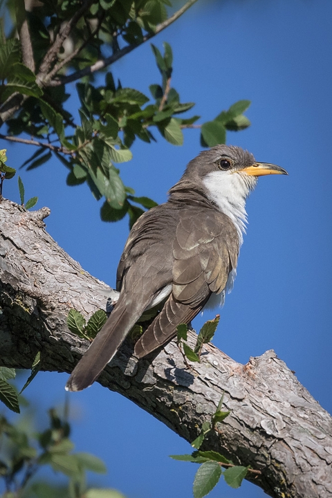 a grey bird with a white chin and breast and large yellow bill perches on a tree branch