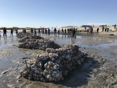 Bagged shell breakwaters in the foreground and a line of people passing bags in the background