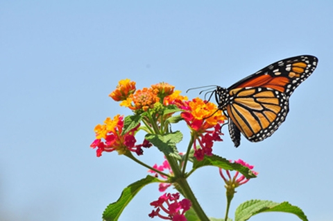 Monarch butterfly