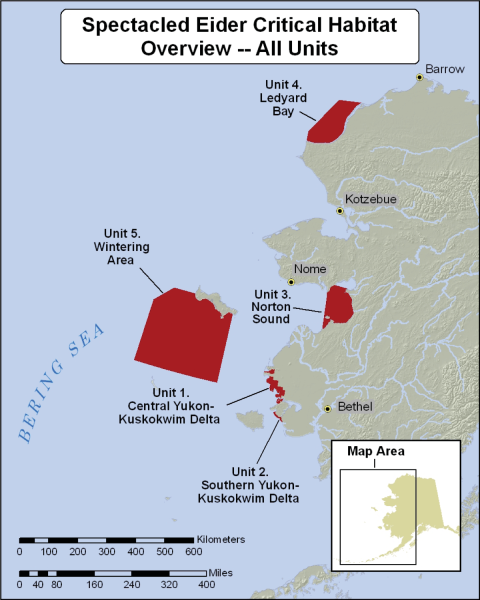 Map showing all units of spectacled eider critical habitat in Western Alaska, from Barrow to Bethel. There are 5 units of critical habitat: 1 Central Yukon-Kuskokwim Delta, 2 Southern Yukon-Kuskokwim Delta, 3 Norton Sound, 4 Ledyard Bay, and 5 Wintering Area south of Saint Lawrence Island.