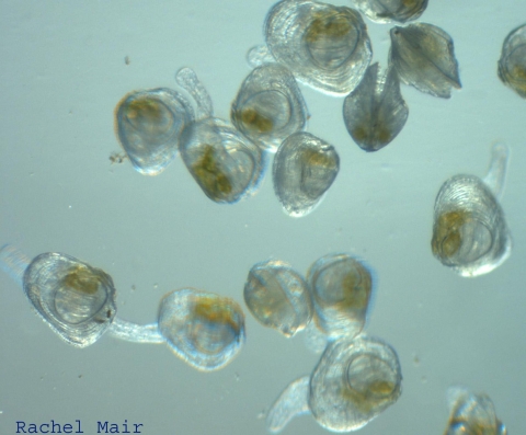 Tiny mussels floating through water