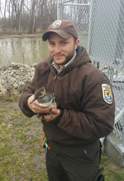 Jake Bonello is the assistant refuge manager at Julia Butler Hansen Refuge. In this photo he is holding a female hooded merganser (Lophodytes cucullatus). Photo Credit: Tyler Dolin 