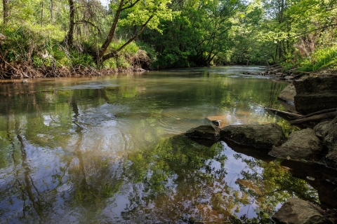 A stream with plants and trees on the edges