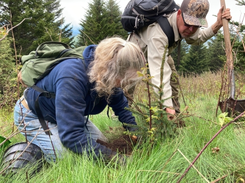 Two people work to plant a small conifer tree.