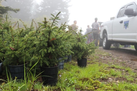 Potted conifer trees beside a truck parked on a dirt road.