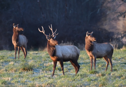 A bull elk with a couple of elk cows (Cervus canadensis) all standing alert in the grassy field. Photo Credit: Jake Bonello/USFWS 