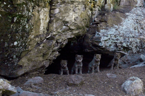 Four Mexican wolf pups emerge from their den.