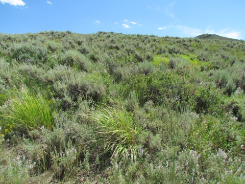 abundance and variety of greenish yellow grasses and shrubby sagebrush plants