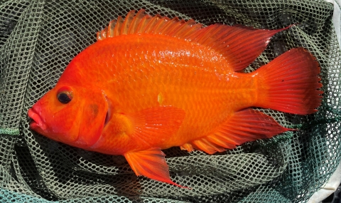 Aquatic Invasive Species, Midas Cichlid (Amphilophus citrinellus)