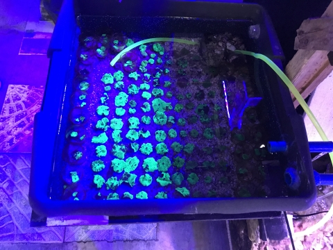 coral in an aquatic tanks under blue light. 