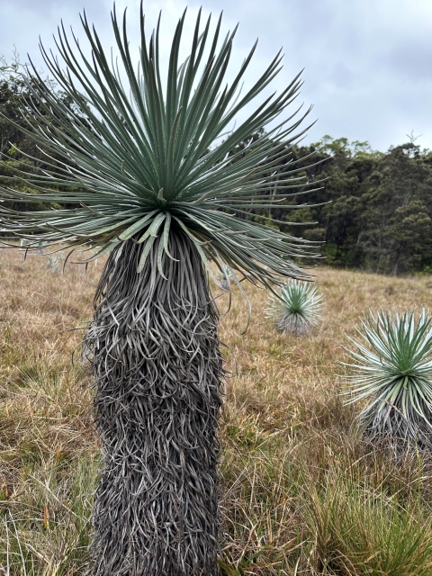 A tall ahinahina plant next to shorter ahinahina plants.