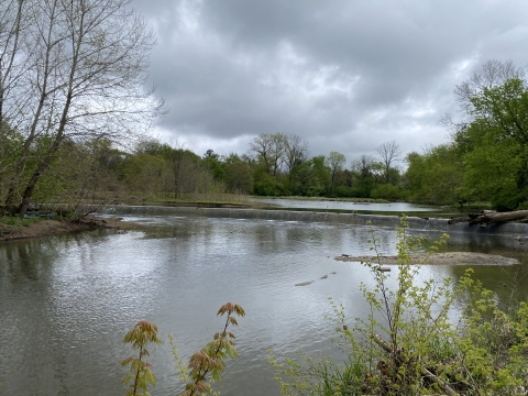 A wide dam in a wetland area