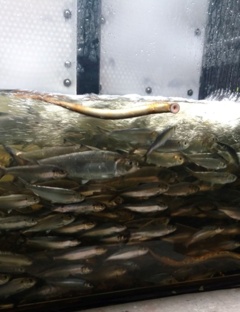 The exit channel at Milford Dam, stacked with rushing sea-run fish, including a lamprey that’s latched on.