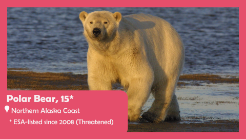 Picture of a polar bear walking along the shore. Text reads: polar bear, located in northern Alaska coast, ESA-listed since 2008. 