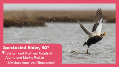 A spectacled eider takes flight. The text reads Spectacled eider. ESA-Listed for 30 years. Threatened. Located on the western and northern coasts and marine waters of Alaska. 