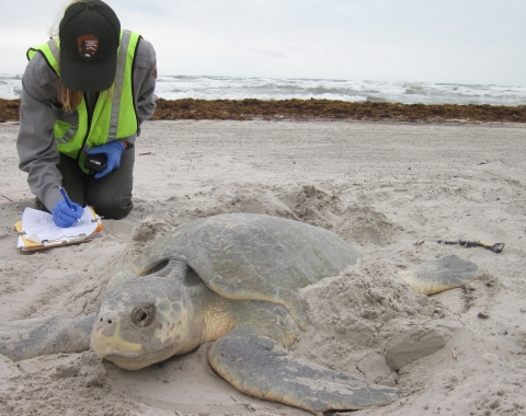 Donna Shaver, sea turtle nesting and stranding coordinator of Texas, and former winner of the U.S. Fish and Wildlife Service Recovery Champions Award, studies a nesting Kemp's ridley sea turtle and records data.