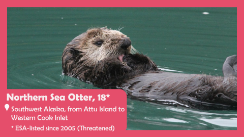 Photo of a northern sea otter licking its paws. Text reads: Northern sea otter, located in Southwest Alaska from Attu Island to Western Cook Inlet. ESA-listed since 2005 as threatened. 