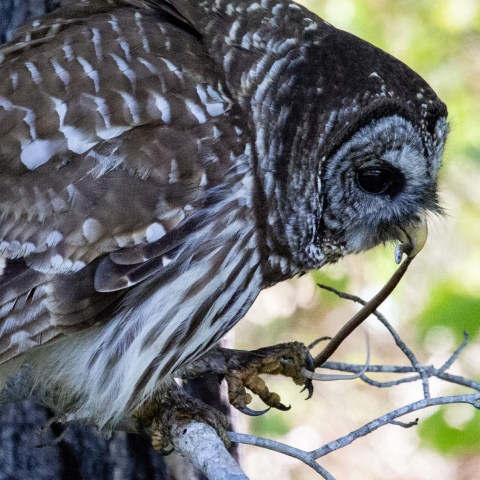 Brown & white barred owl standing on branches in a tree with one end of a tiny snake and the head end in its beak.