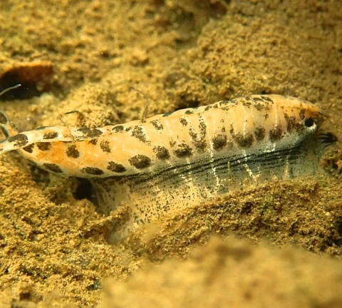 Photo of a mussel mimicking a minnow, luring a bass close enough to take a bite so baby mussels can attach to the fish's gills for a ride upstream.