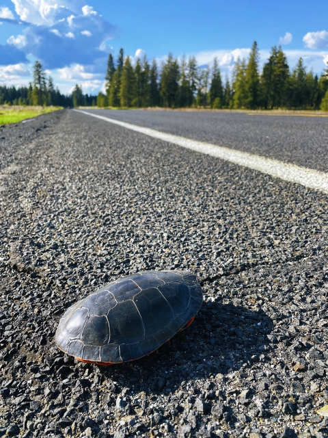 A painted turtle retreats into its shell while sitting on the side of a busy road