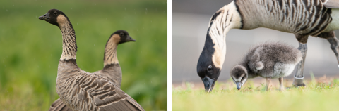 The nēnē (Hawaiian goose) is endemic to the Hawaiian Islands and is the rarest goose in the world. Photo Credit: Laurel Smith/USFWS 