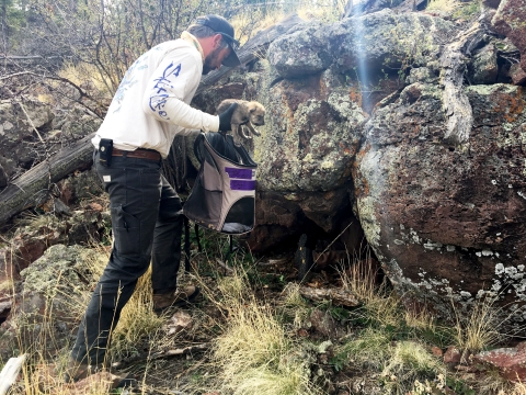 A biologist prepares to place a captive-born Mexican wolf pup into a wild den as part of fostering efforts