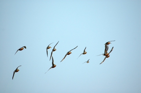 A dozen birds flying in a blue sky