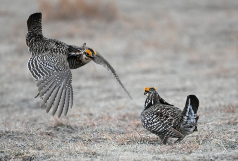 Greater Prairie Chicken