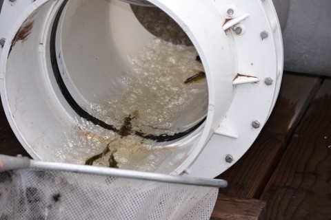 Small fish swim through water emerging from a large pipe. A net is held at the bottom to catch them.