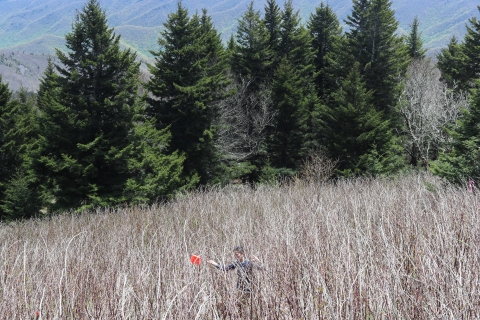 Person standing in a field with plants reaching above their head