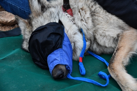 Mexican wolf 2754 lays on the ground with a blindfold