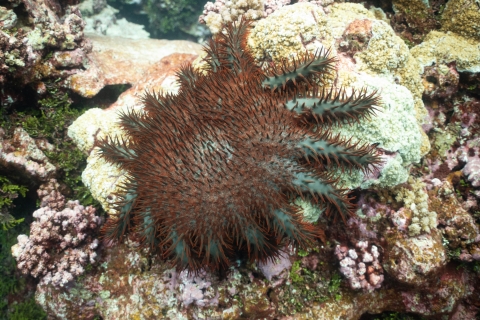 Close-up of starfish shows spikes and countless red dots on white coral.