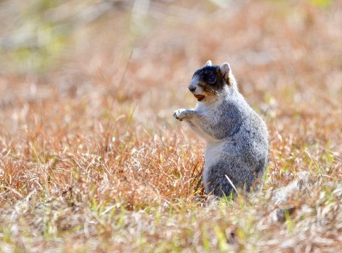 Eastern Fox Squirrel