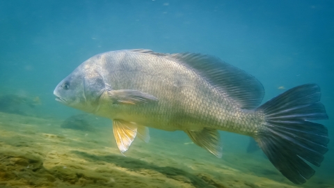 a tan fish with a big tail underwater