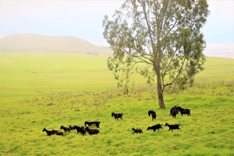 Herd of feral goats on Hawiian Island. 