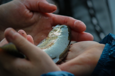 hands holding a shiny wet fish