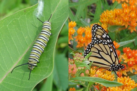 Monarch caterpillar on milkweed leaf and adult monarch butterfly on butterflyweed flower