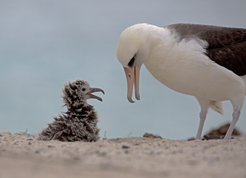 Laysan albatross mother feeding her chick on shore at Kuaihelani (Midway Atoll).