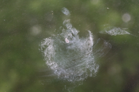 White smudge in the shape of a bird seen on a window