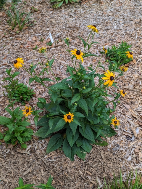 Yellow flowers from a blooming black-eyed susan plant.