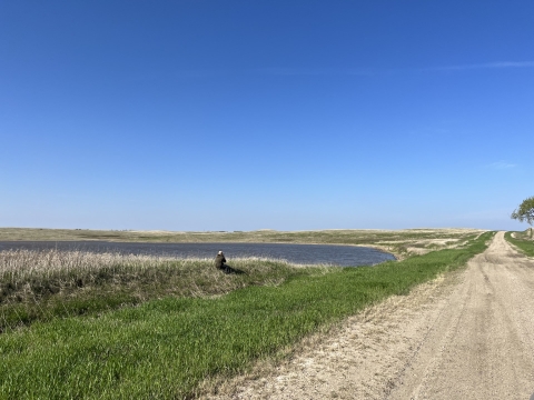 person crouching down in tall grass next to a wetland