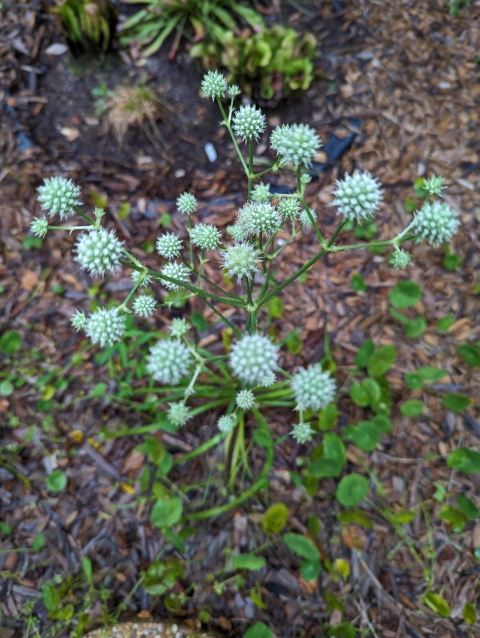 White spiked balled flowers of the rattlesnake master plant