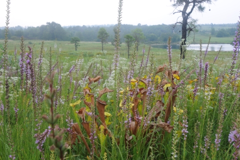 Open prairie