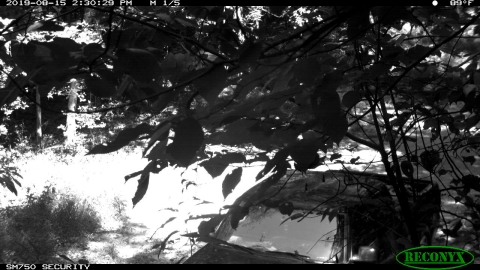 A black and white image shows a pickup truck parked under a tree.