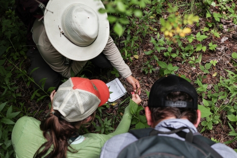 Three people kneeling down looking at a plant