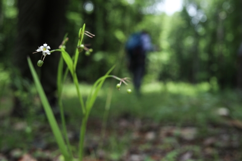 Plant with a small white flower in the foreground, person in the background