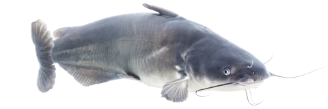 Underwater picture of an invasive blue catfish 