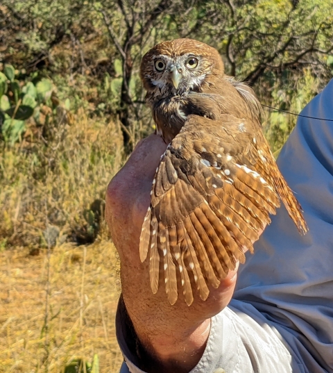 Close up of a small tawny owl being held in a man's hand. Cacti and trees in the background.