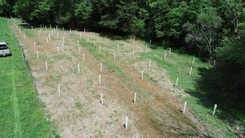 Partners for Fish and Wildlife project where a wide riparian buffer was created along Critical Habitat for seven listed mussels by constructing new cattle-exclusion fencing, installing two berms, and planting native trees. Photo Credit: Tyler Sibley/Alabama Forestry Foundation 